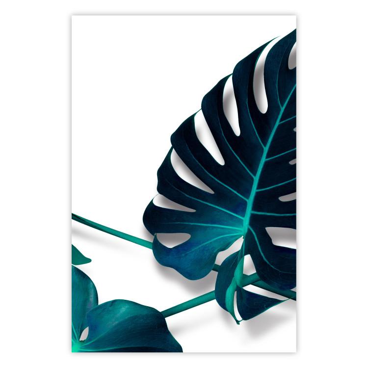 Poster Sea Flower - tropical green leaf on contrasting white background