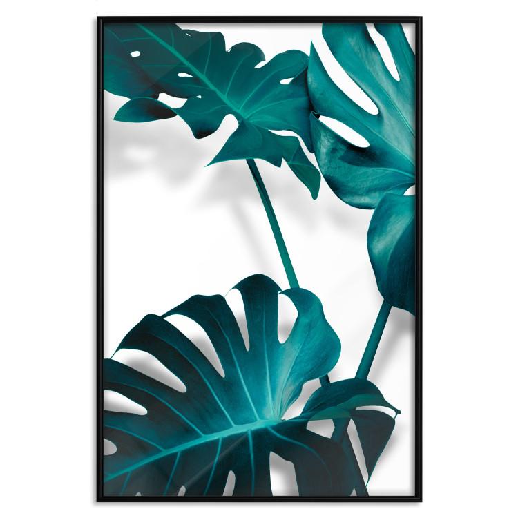 Poster Emerald Nature - tropical green monstera leaves on a white background