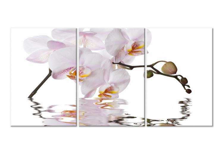 Canvas Print Pink orchid - triptych with blooming orchid flower on white background