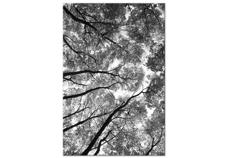 Canvas Print Tree crowns - black and white photography of the forest, trees and sky