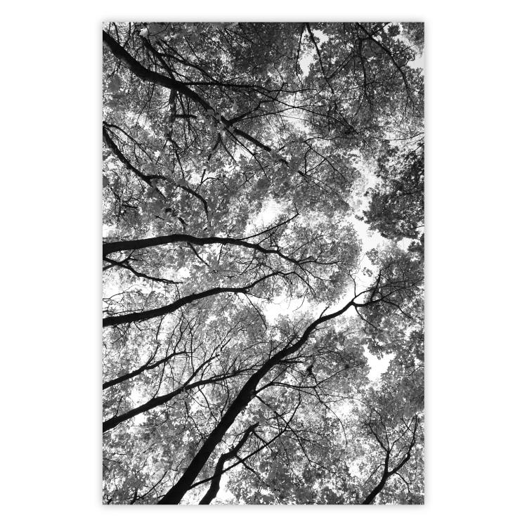 Poster Tall Trees - black and white landscape of trees in the forest against the sky