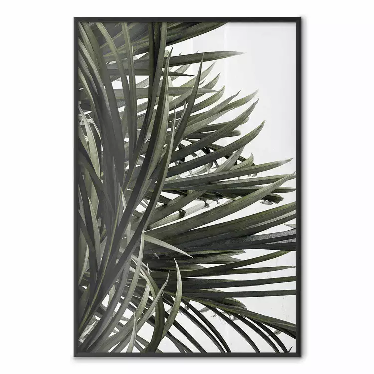 In the Shade of Palms - natural leaves of tropical plant on white background