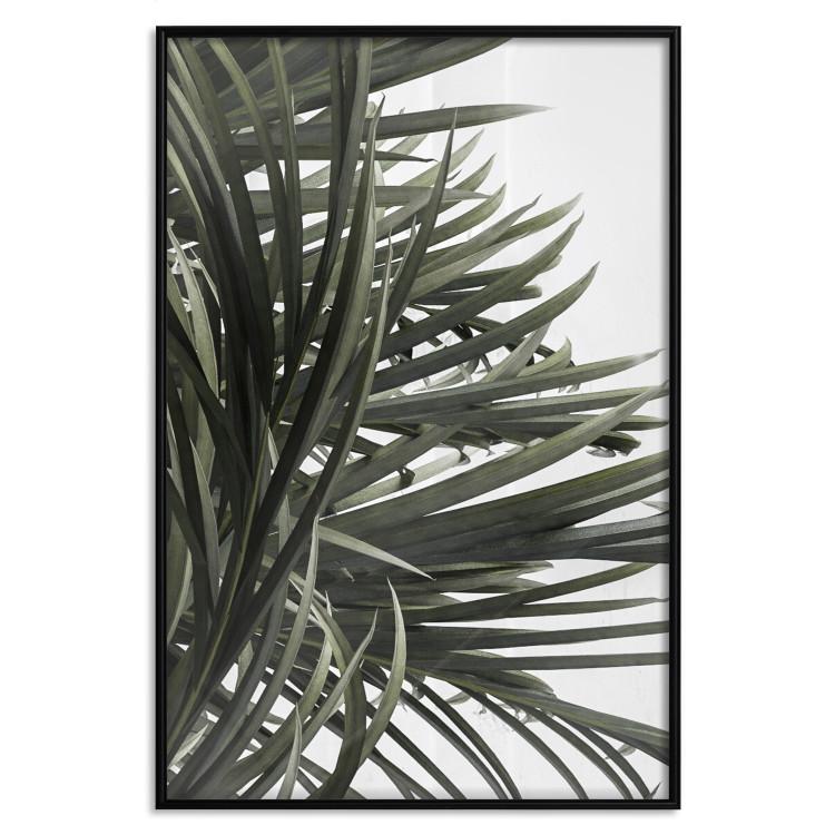 Poster In the Shade of Palms - natural leaves of tropical plant on white background