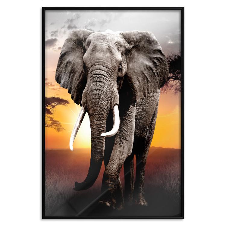 Poster Warm Savannah - adult elephant on savannah with sunset backdrop
