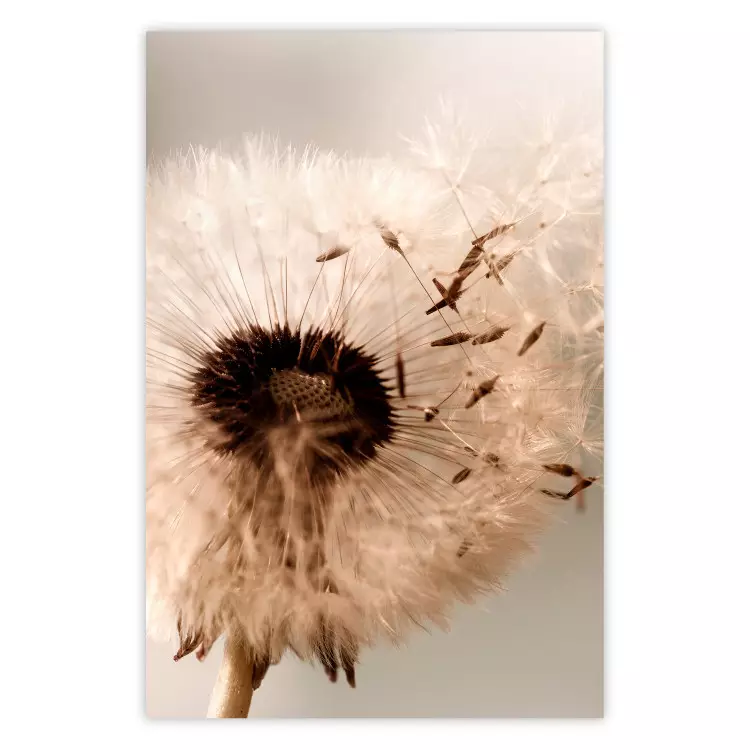 Summer Breeze - blooming dandelion in wind in sepia motif