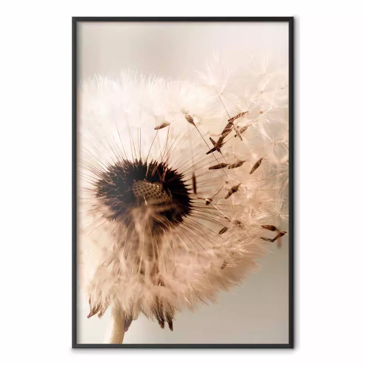 Summer Breeze - blooming dandelion in wind in sepia motif