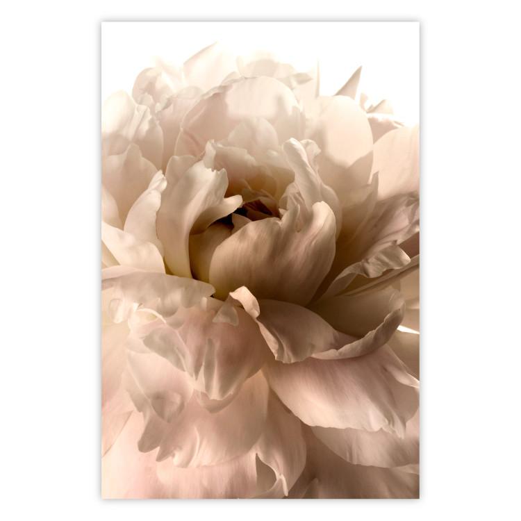 Poster Soft Petals - flower of plant in gentle sepia motif on white background