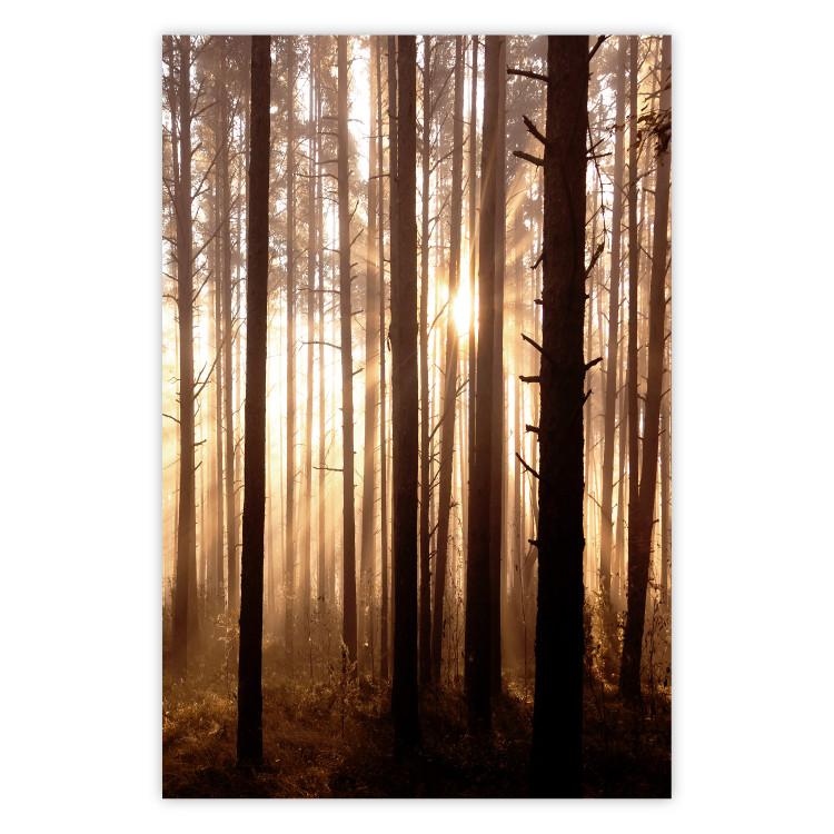 Poster Forest Trails - forest landscape of trees against sunlight rays
