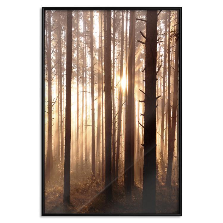 Poster Forest Trails - forest landscape of trees against sunlight rays