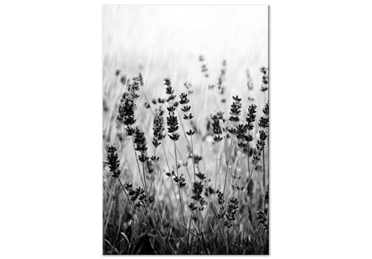 Canvas Print Blooming lavender - meadow with lavender flowers black and white photo
