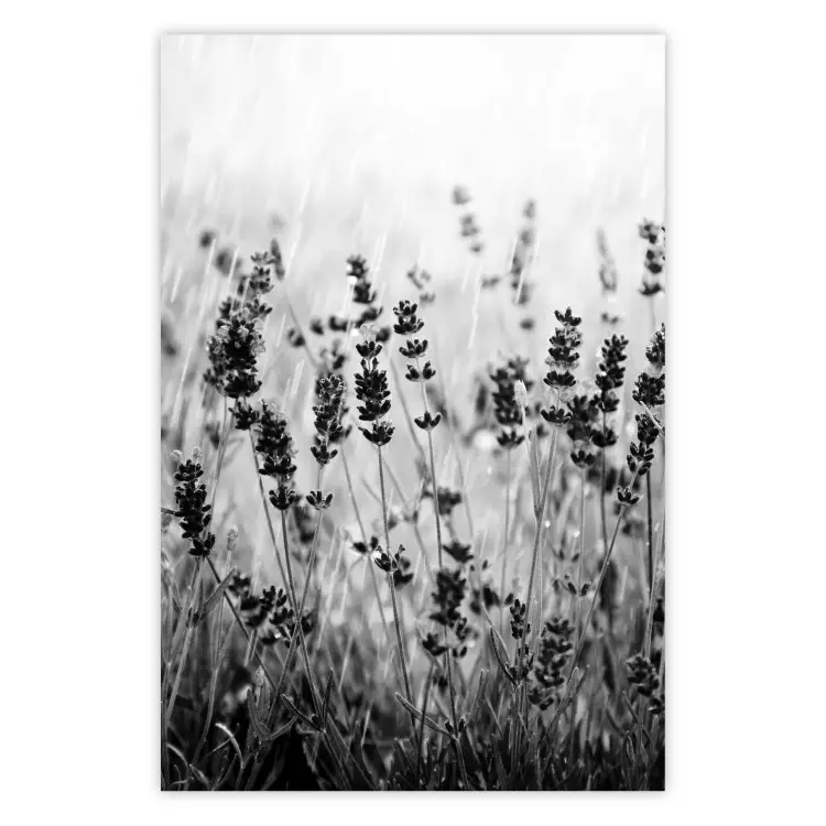 Lavender in the Rain - plant flowers in a meadow in black and white motif