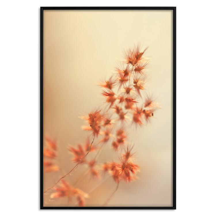 Poster Fiery Grass - plant with orange flowers on gradient background