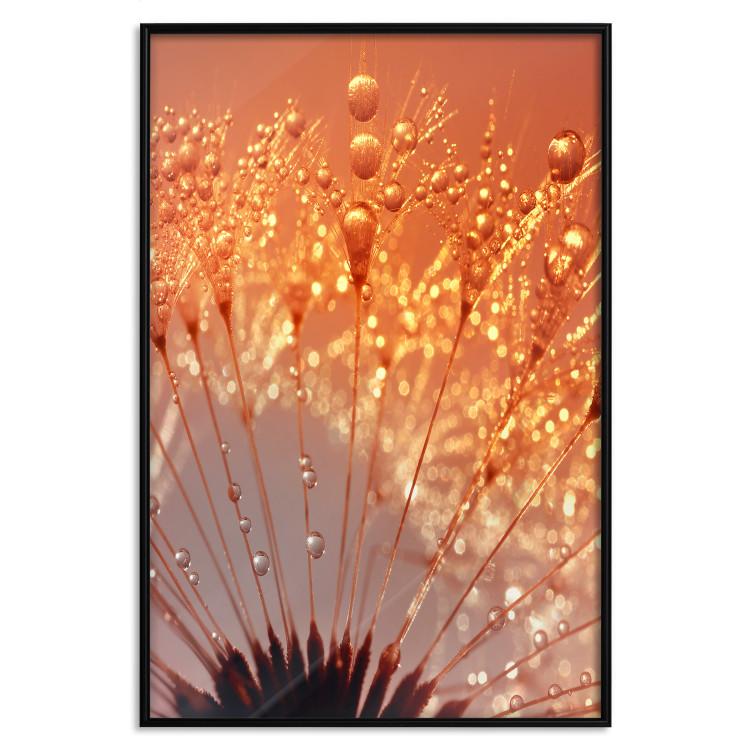 Poster Autumn Dandelion - natural plant flower in close-up