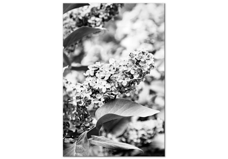 Canvas Print Blooming lilac - black and white photograph of lilac bush with flowers