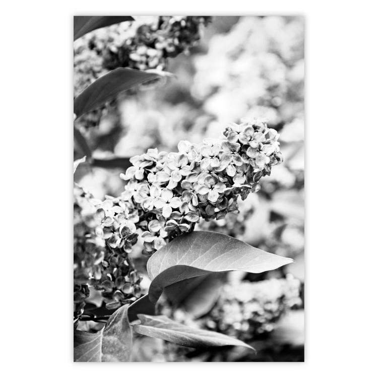 Poster Monochrome Elder - black and white elderflower on blurred plant background