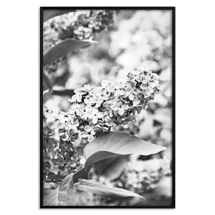 Poster Monochrome Elder - black and white elderflower on blurred plant background