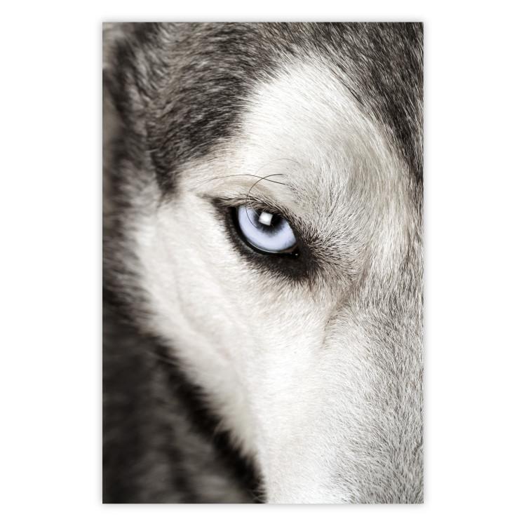 Poster Dog's Gaze - black and white dog face with distinct white eye