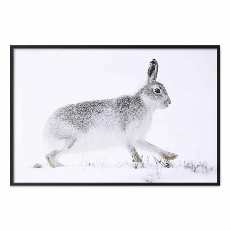 Poster Rabbit - bimago