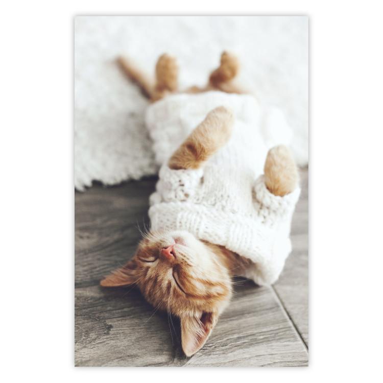 Poster Lazy Cat - brown animal in a white sweater on a wooden floor
