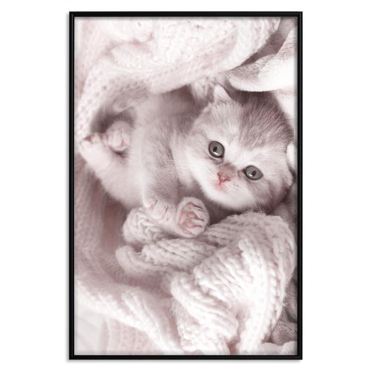 Poster Rest Lover - cat wrapped in a pink woolen blanket