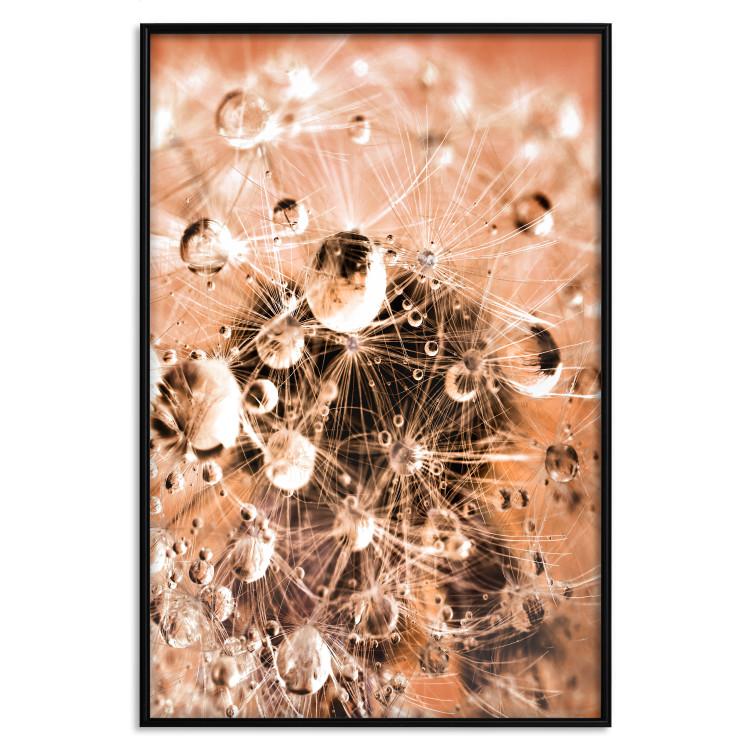 Poster Morning Moments - dandelion flower up close with water droplets