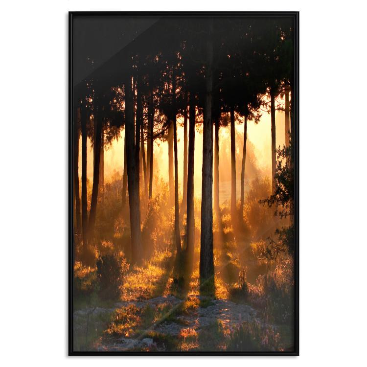 Poster Honeyed Forest - forest landscape with setting sunlight