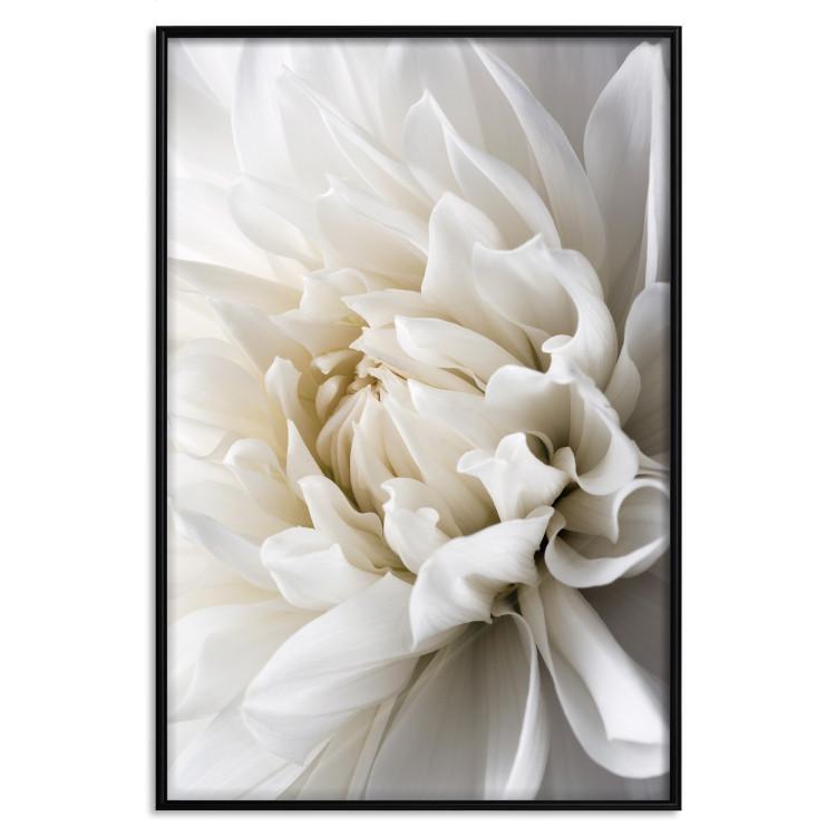 Poster White Dahlia - velvety white flower of the plant with a romantic character