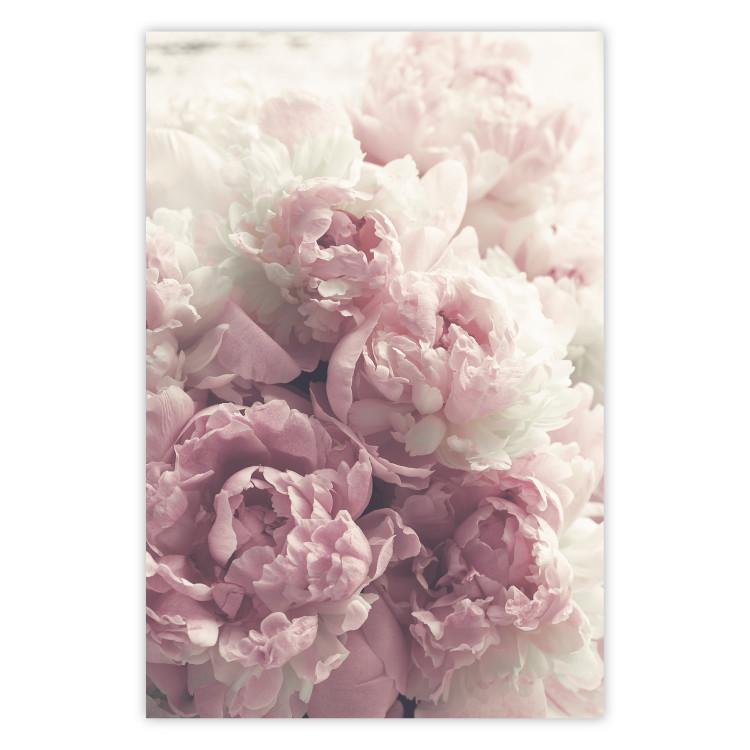 Poster Delicate Peonies - landscape of a field with white and pink flowers