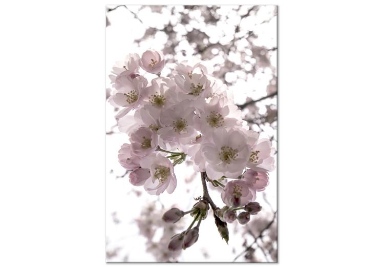 Canvas Print Cherry Blossoms (1 Part) Vertical