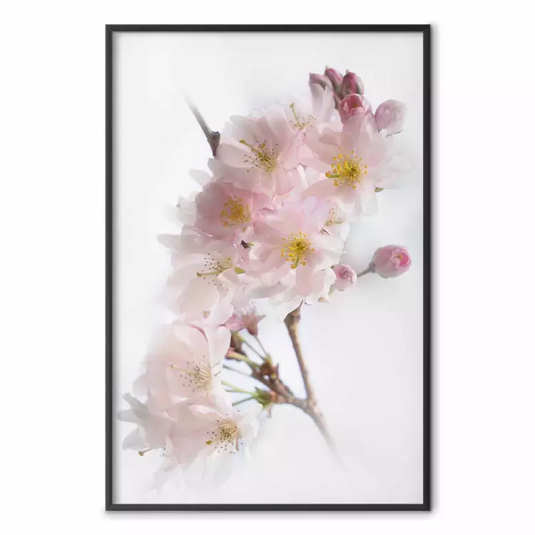 Spring in Japan - branch with pink flowers on a bright white background