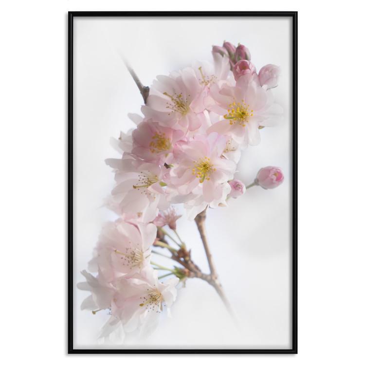 Poster Spring in Japan - branch with pink flowers on a bright white background