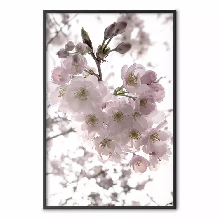 Cherry Blossoms - tree with pink flowers on a contrasting white background