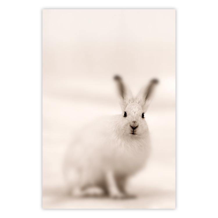 Poster Bunny - blurred composition with a fluffy animal on a white background