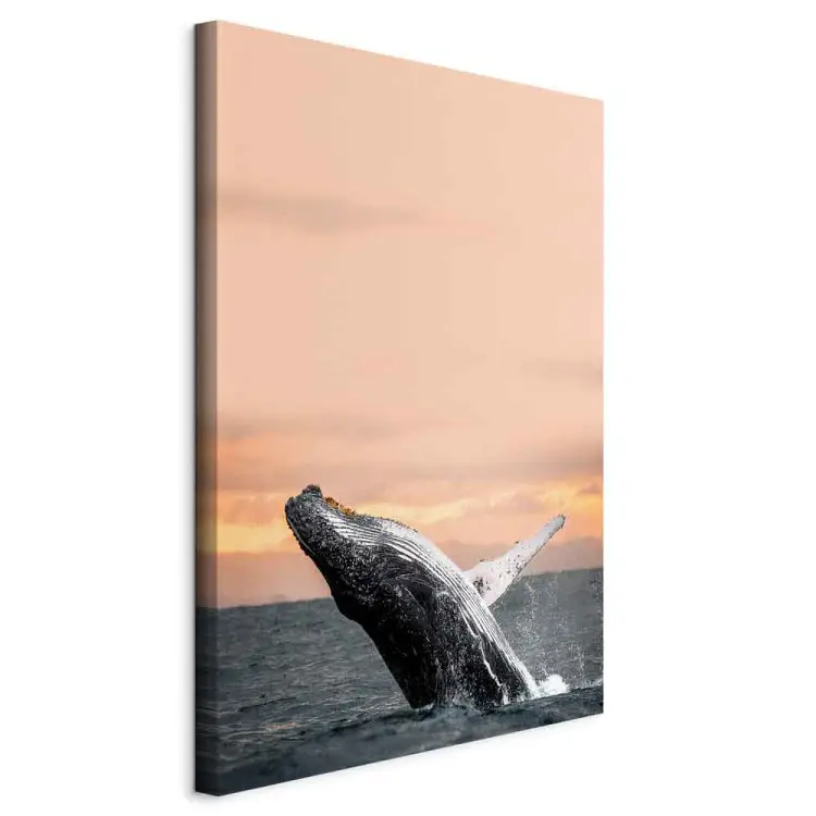 Emerging humpback whale - a whale against the setting sun