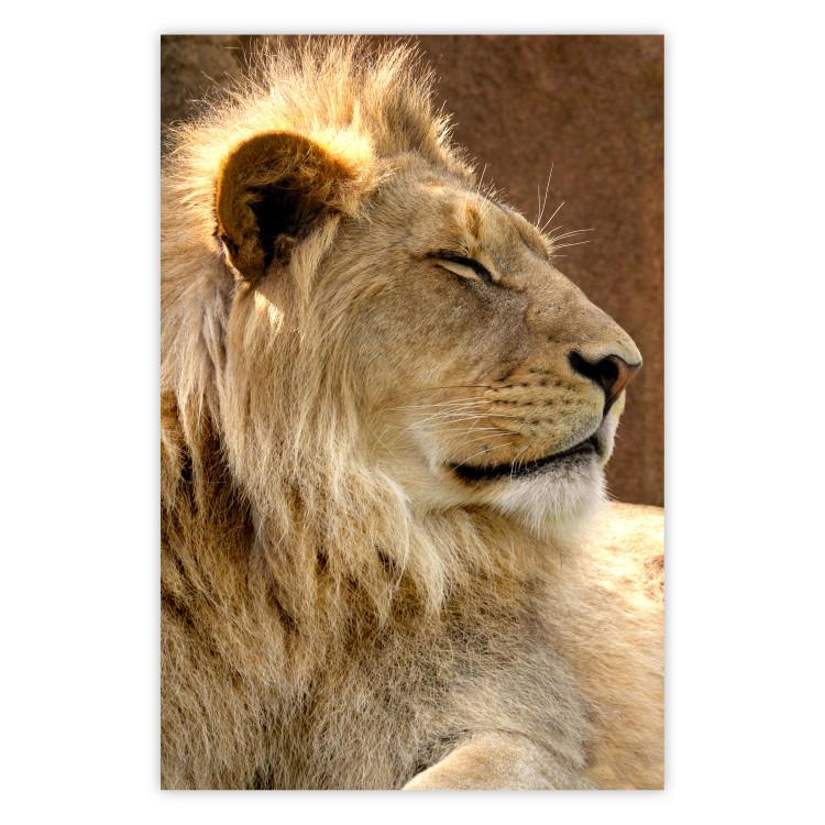 Poster Sunny Siesta - portrait of a tropical lion in its natural environment