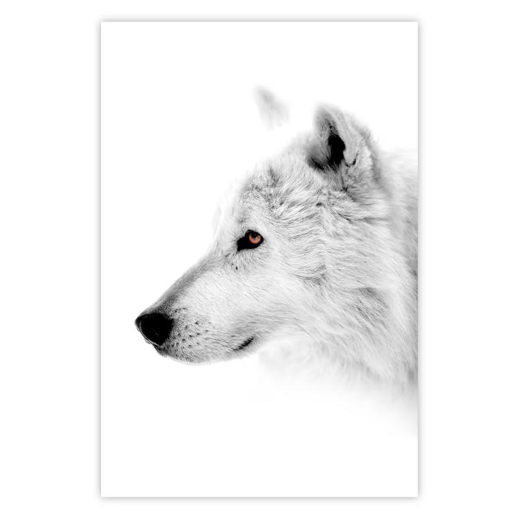 Poster Amber Gaze - portrait of a wolf with a yellow eye on a white background