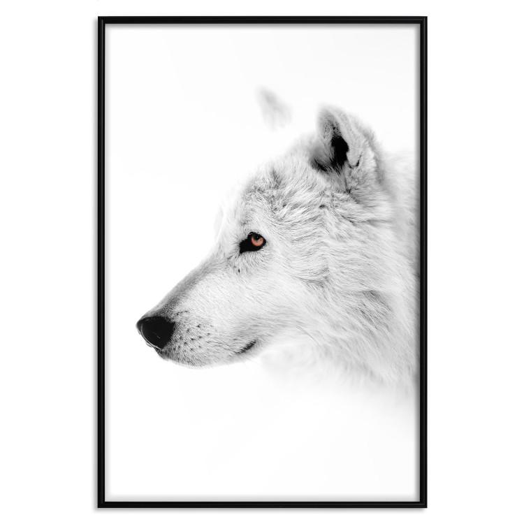 Poster Amber Gaze - portrait of a wolf with a yellow eye on a white background