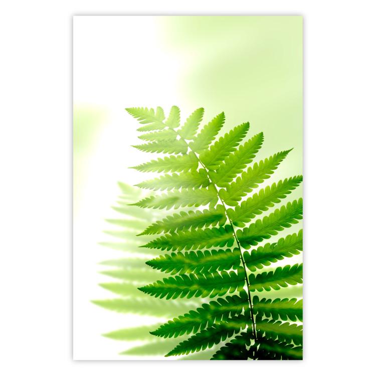 Poster Fern - natural plant with fern leaves on a green glow background