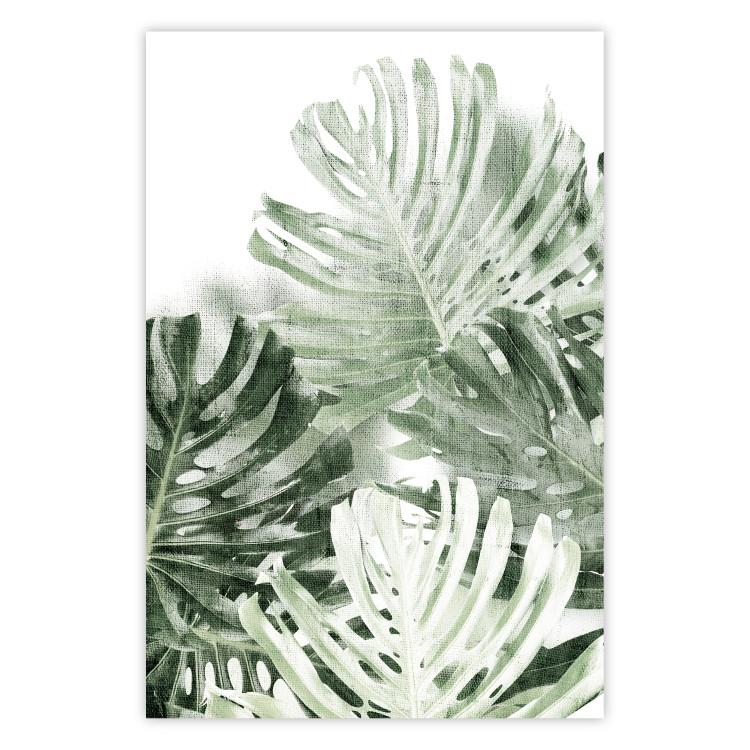 Poster Cool Green - composition of green monstera leaves on a white background