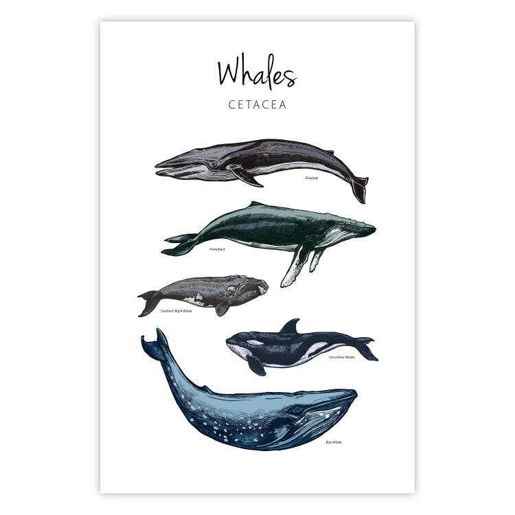 Poster Whales - marine animals with Latin inscriptions on a white background