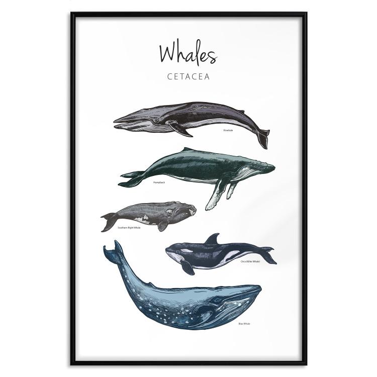 Poster Whales - marine animals with Latin inscriptions on a white background