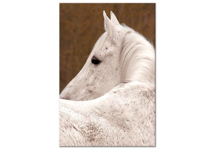 Canvas Print White horse sideways - photo fragment with animal on brown background