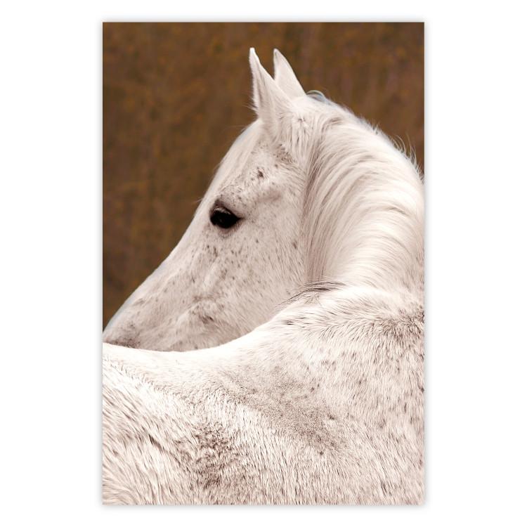 Poster Sad Eyes - rear view portrait of a white horse against a golden nature background