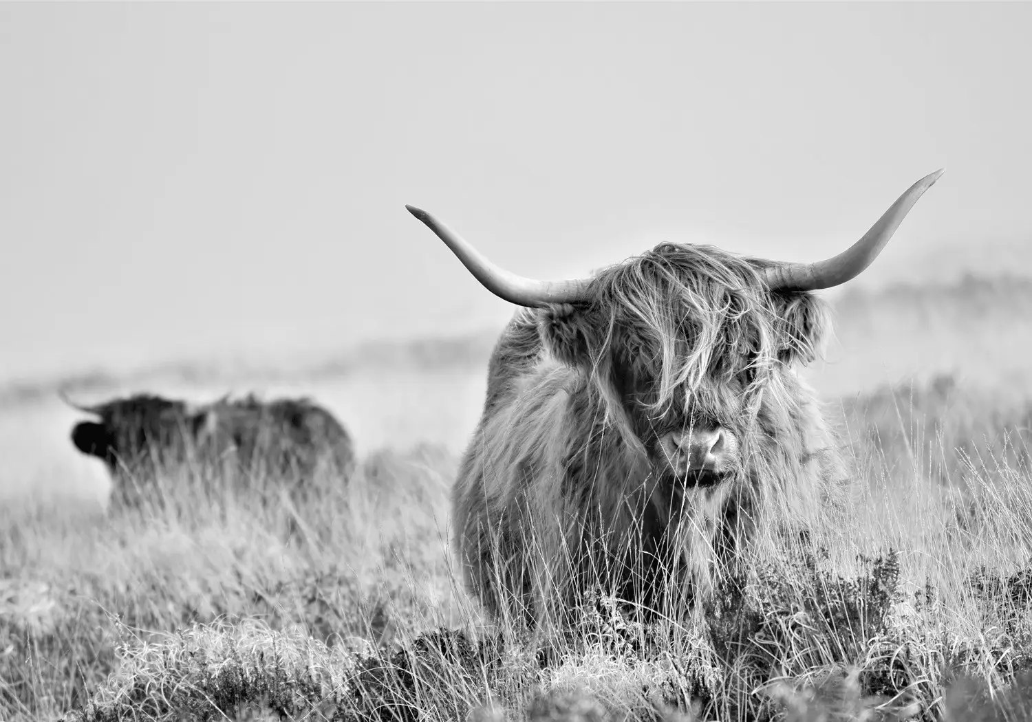 cow wallpaper uk