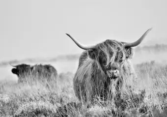 highland cow wallpaper uk