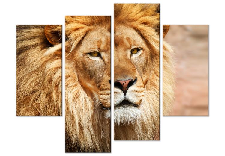 Canvas Print King of Animals (4-part) orange - wild cat against the backdrop of Africa