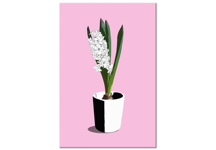 Canvas Print White hyacinth in black and white pot - composition on pink background
