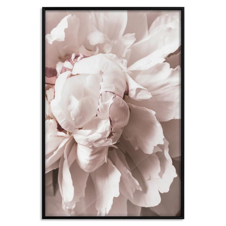 Poster Rhythmic Delicacy - light pink flowers in a natural composition