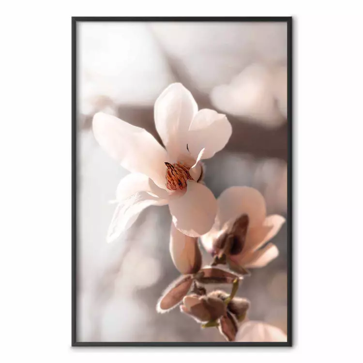 Spring Light - light pink flower on spring composition background