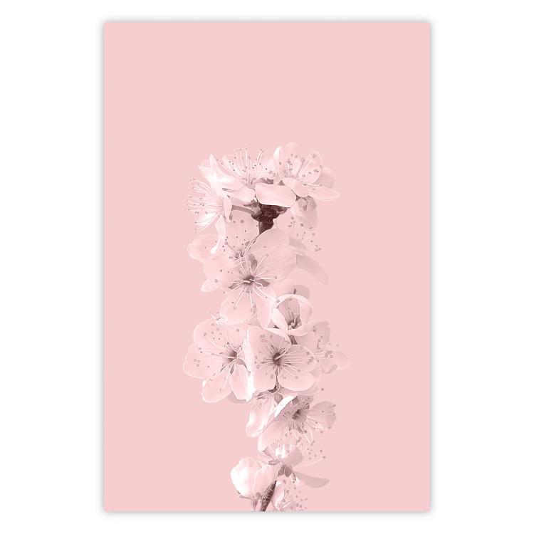 Poster In Bloom - pink plant composition with flowers on solid background